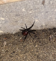 Steatoda paykulliana