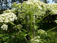 Pleurospermum uralense