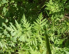 Pleurospermum uralense