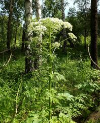 Pleurospermum uralense
