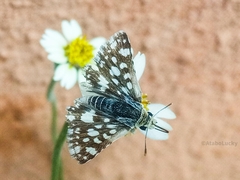 Spialia spio
