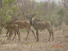 Hippotragus equinus koba