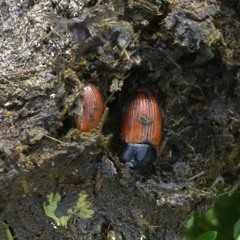 Aphodius
