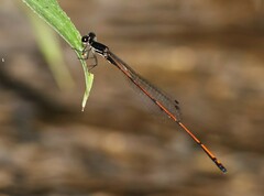 Prodasineura hyperythra