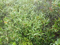 Olea europaea cuspidata