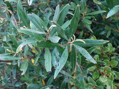 Olea europaea cuspidata