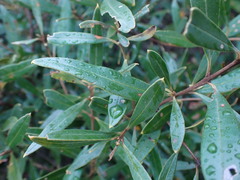Olea europaea cuspidata