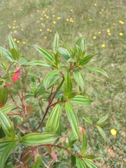 Andesanthus lepidotus