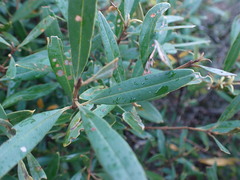 Olea europaea cuspidata
