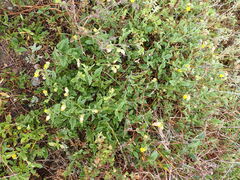 Hermannia althaeifolia