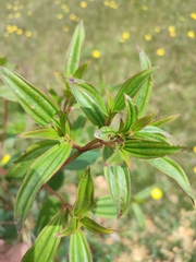 Andesanthus lepidotus