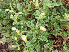 Hermannia althaeifolia