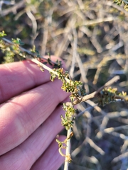 Adenocarpus complicatus