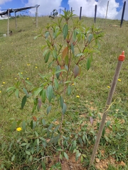 Andesanthus lepidotus