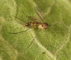 Exechia bicincta