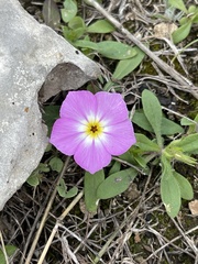 Phlox roemeriana