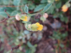 Hermannia althaeifolia