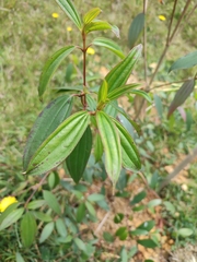 Andesanthus lepidotus