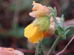 Hermannia althaeifolia