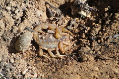 Buthus