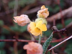 Hermannia althaeifolia