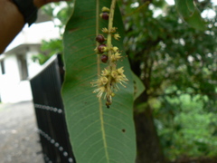 Terminalia elliptica