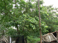 Terminalia elliptica