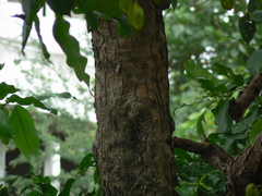 Terminalia elliptica