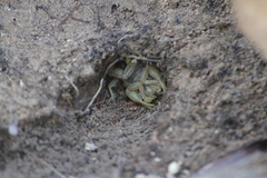 Buthus
