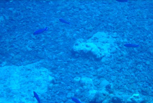 Bodianus parrae