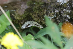 Xanthorhoe montanata