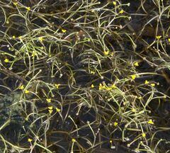 Ranunculus polyphyllus