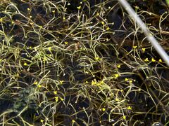 Ranunculus polyphyllus