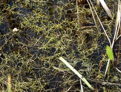 Ranunculus polyphyllus