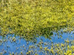 Ranunculus polyphyllus