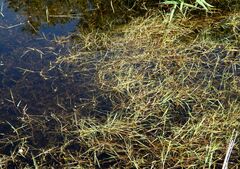 Ranunculus polyphyllus