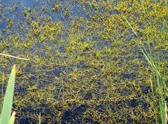 Ranunculus polyphyllus