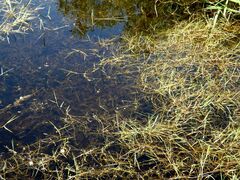 Ranunculus polyphyllus