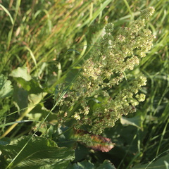 Rumex confertus