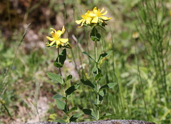 Hypericum richeri