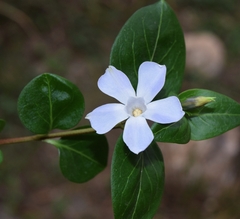 Vinca difformis