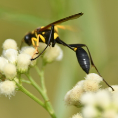 Sceliphron asiaticum