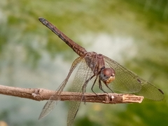 Trithemis arteriosa