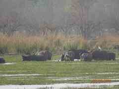 Syncerus caffer brachyceros