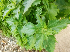 Urtica pilulifera