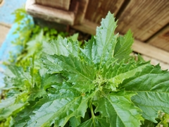Urtica pilulifera