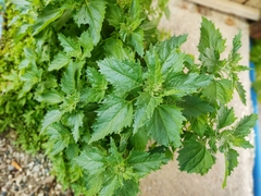 Urtica pilulifera