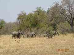 Loxodonta