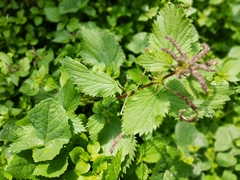 Urtica membranacea