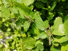 Urtica membranacea